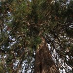 Le chiome delle sequoie, per la loro imponenza sono a volte colpite dai fulmini con gravi conseguenze per la pianta